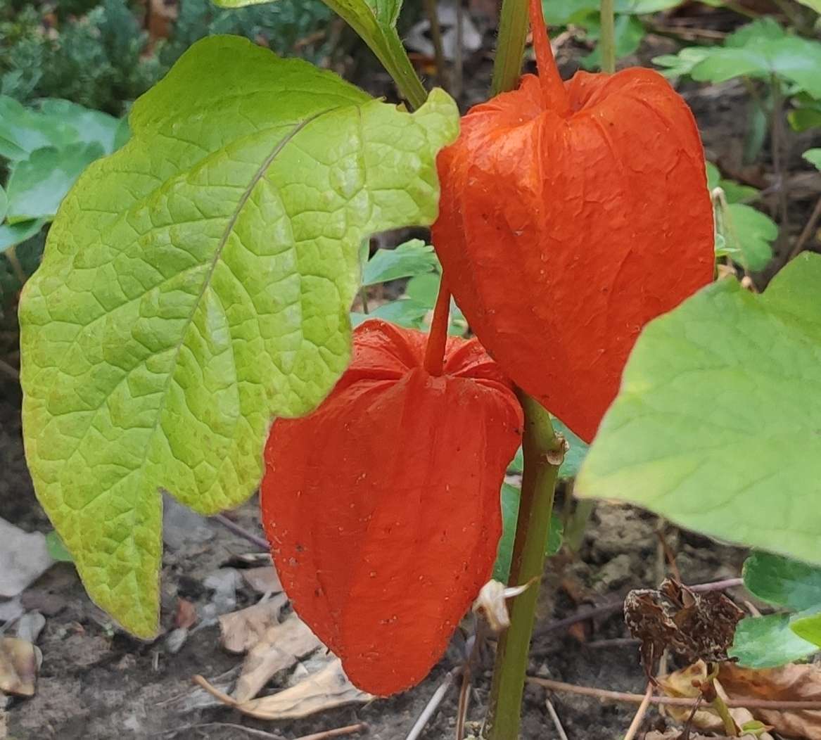 Physalis jigsaw puzzle online