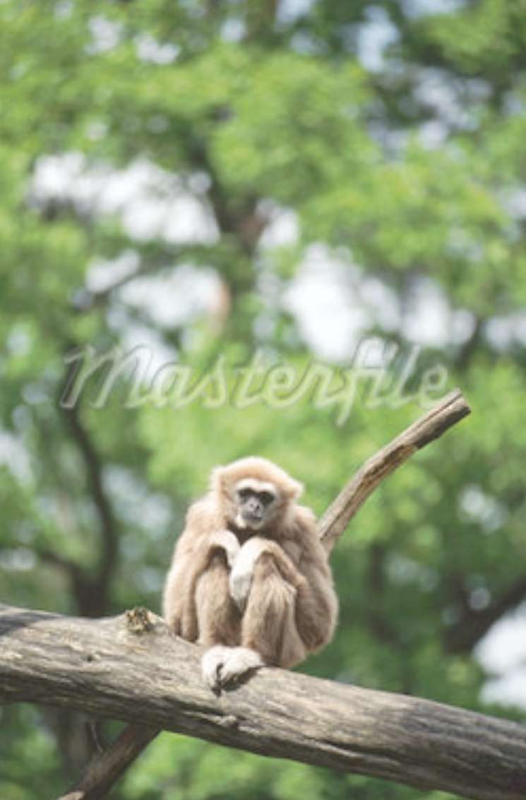 Singe gibbon puzzle en ligne