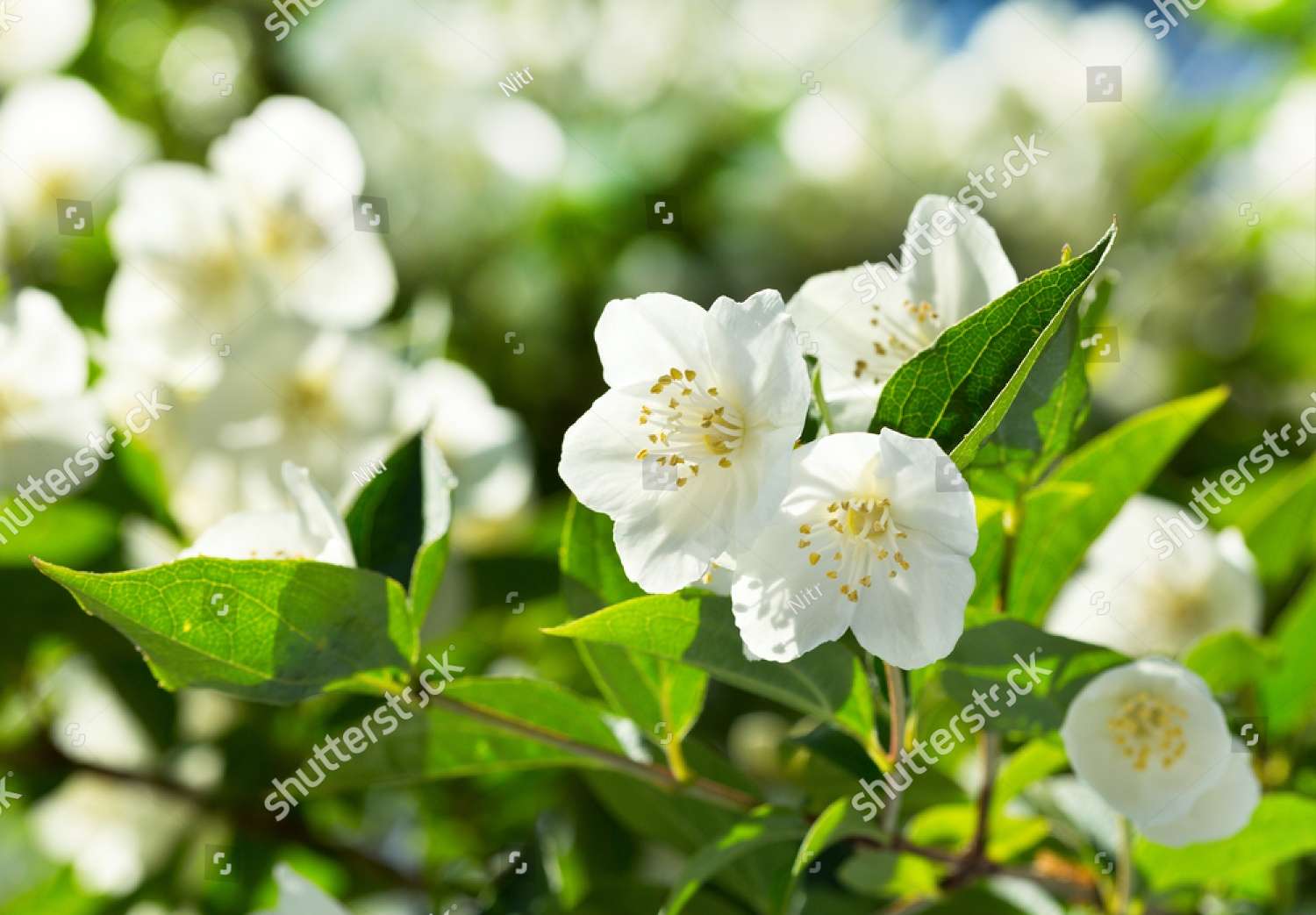 ジャスミンの花 オンラインパズル