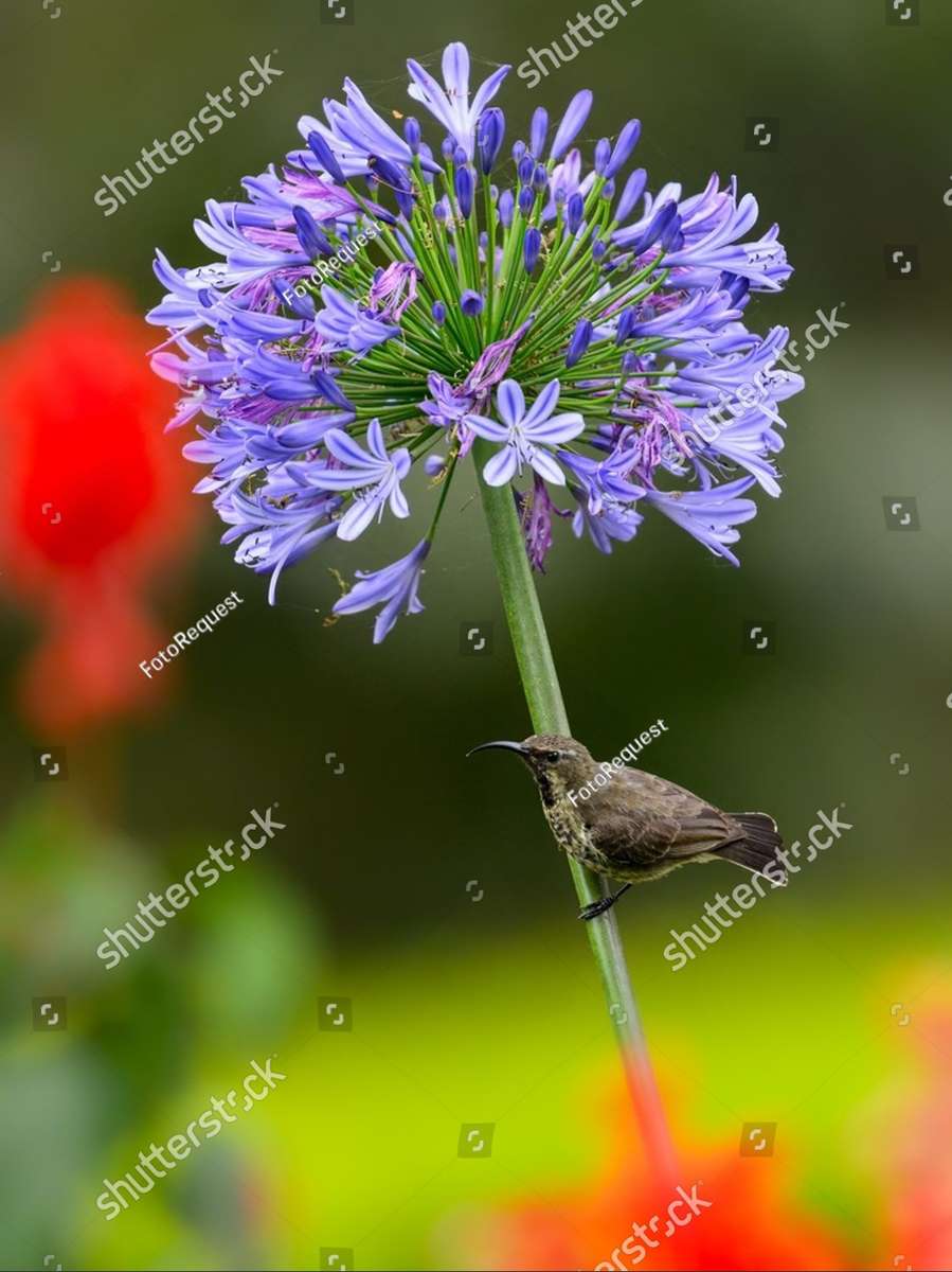 Oiseau et fleur puzzle en ligne