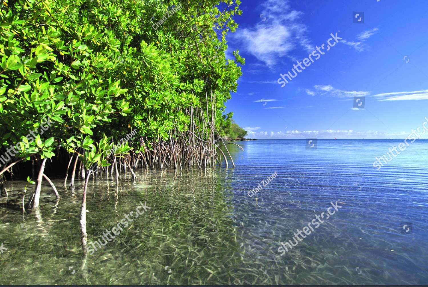 Mangrovemoeras, Puerto Rico legpuzzel online