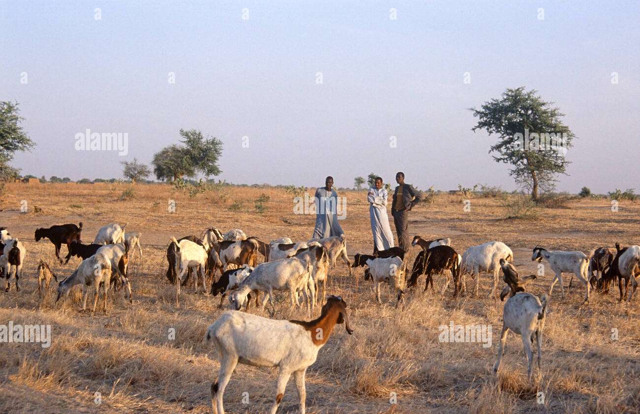 Agricultura en África, Chad rompecabezas en línea