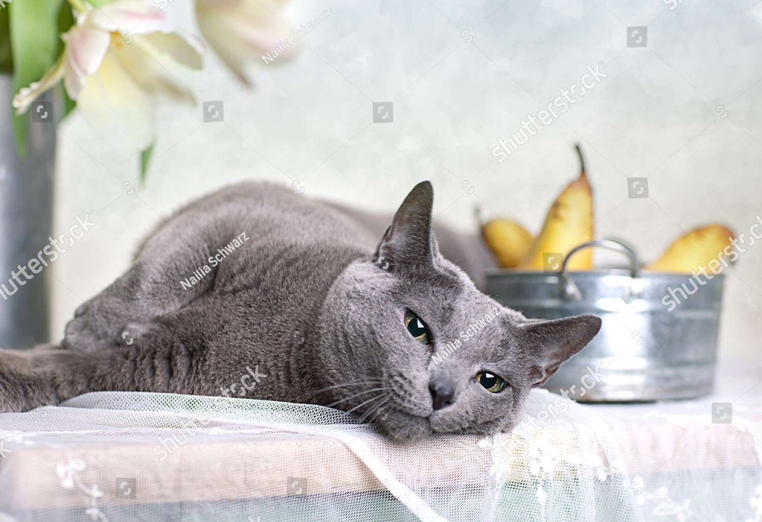 Russian Blue Cat and Basket with Pears jigsaw puzzle online