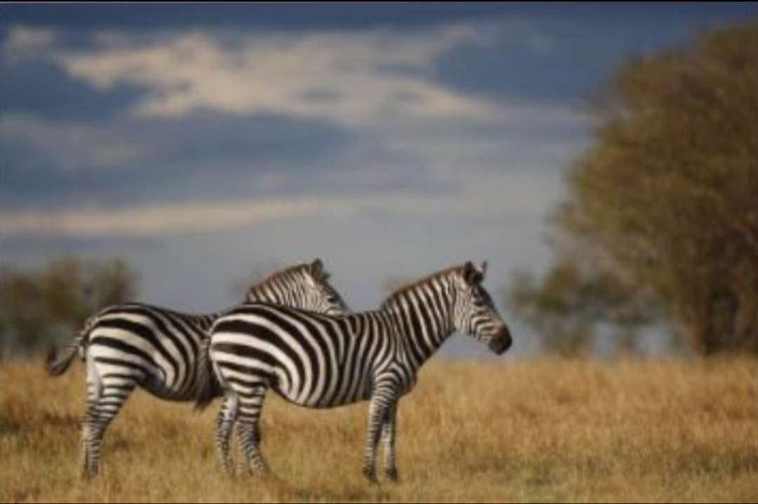 Zebras ❤️❤️❤️❤️❤️❤️ jigsaw puzzle online