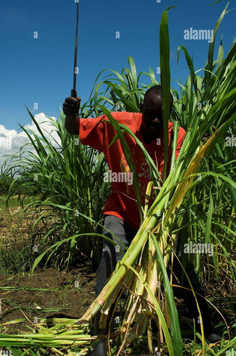 Agriculture en Afrique, Kenya puzzle en ligne