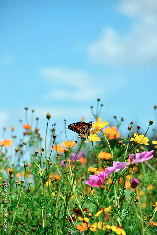 Papillon sur une fleur puzzle en ligne