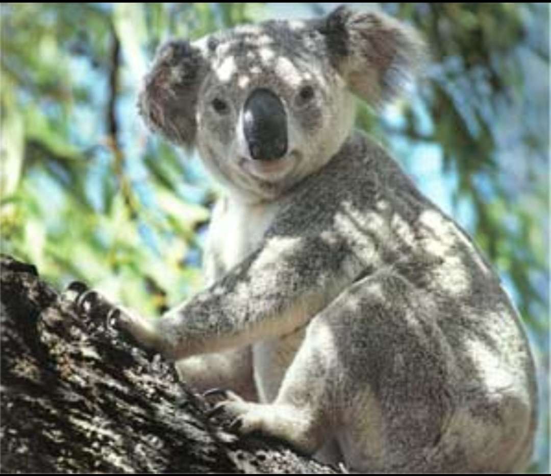 Koala Bear jigsaw puzzle online