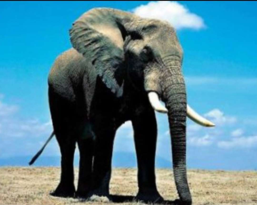 African Elephant online puzzle