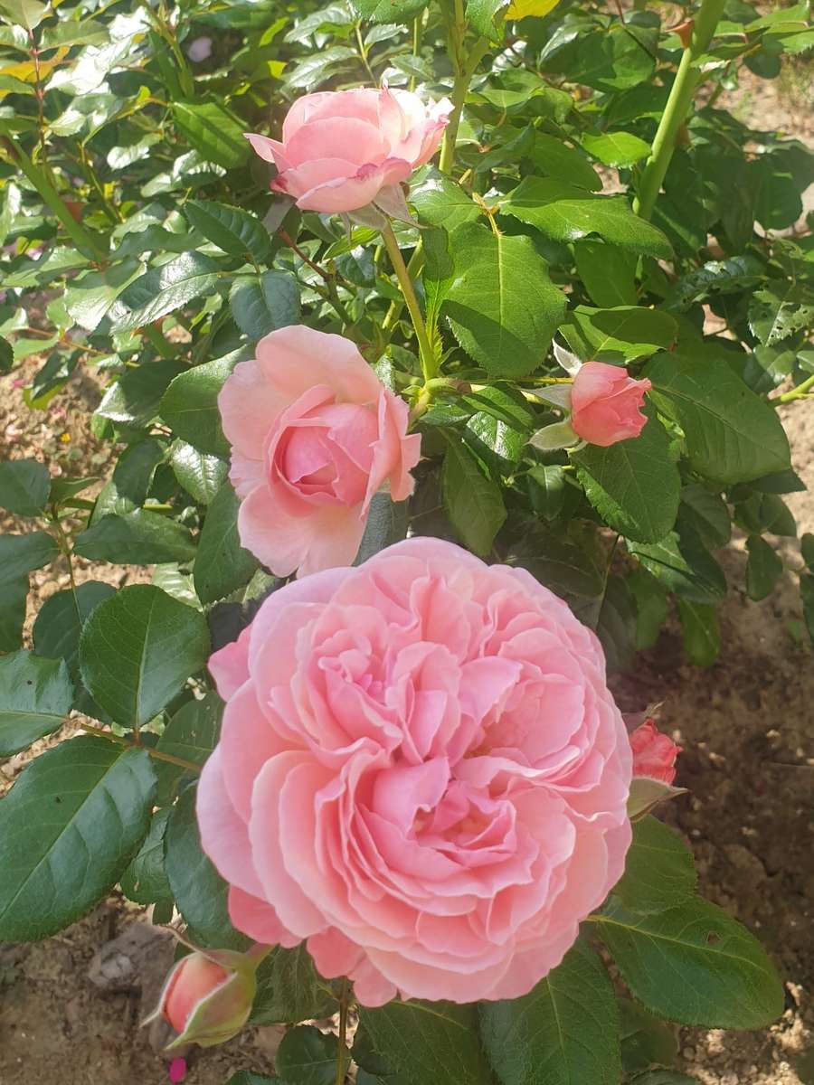 rosal con flores rosadas rompecabezas en línea