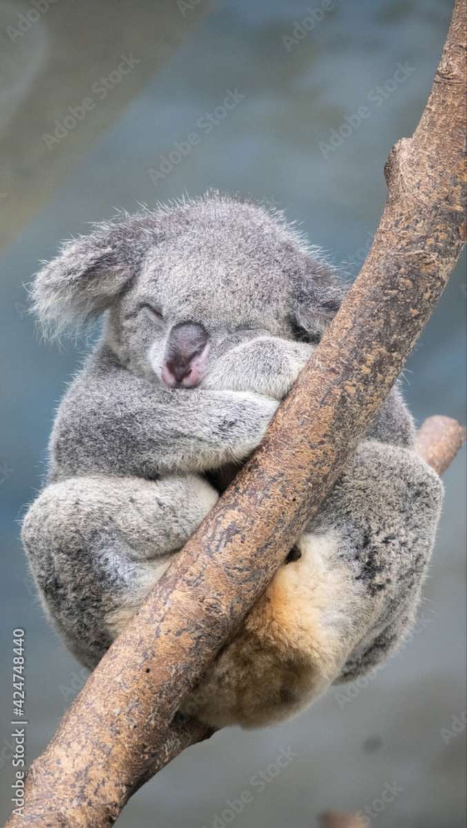 Oso Koala Dormido rompecabezas en línea