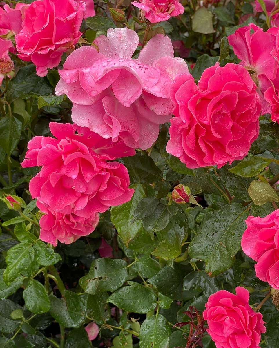 las rosas son las flores más hermosas rompecabezas en línea