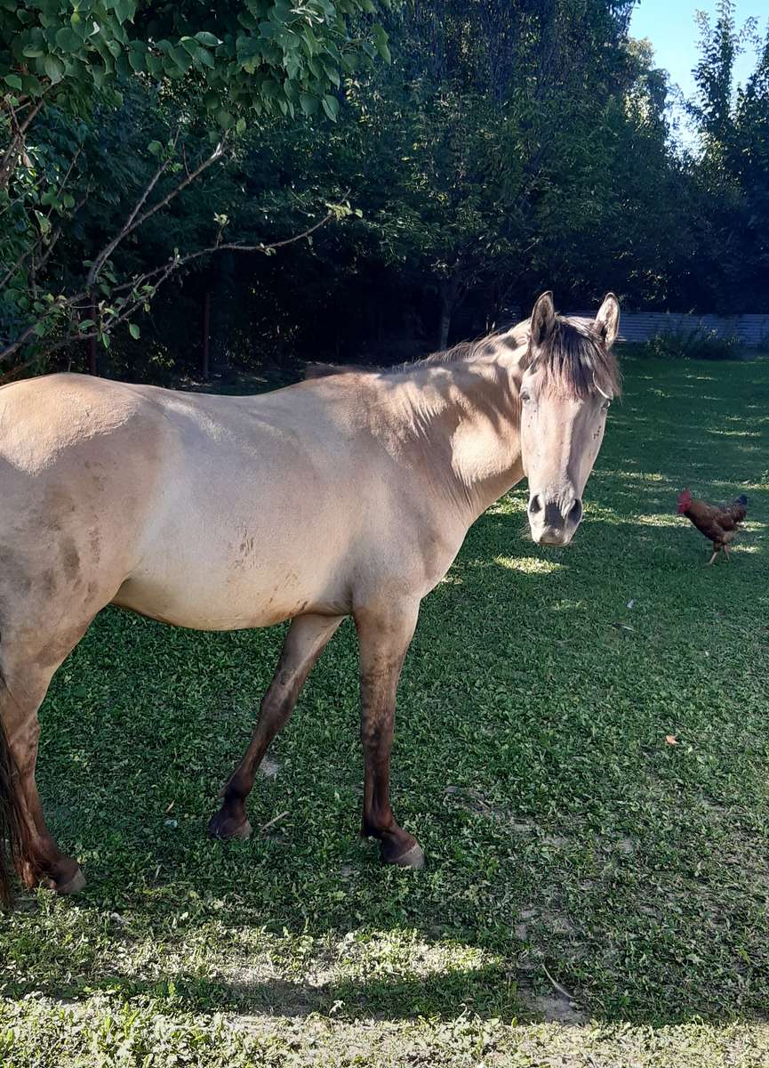 hermoso caballo pardo rompecabezas en línea