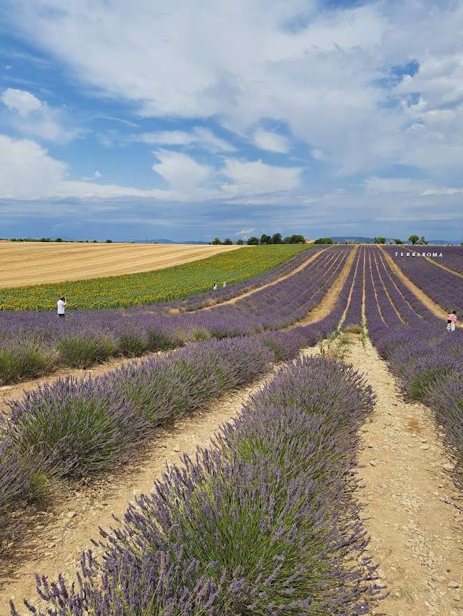 Levandule v Provence skládačky online