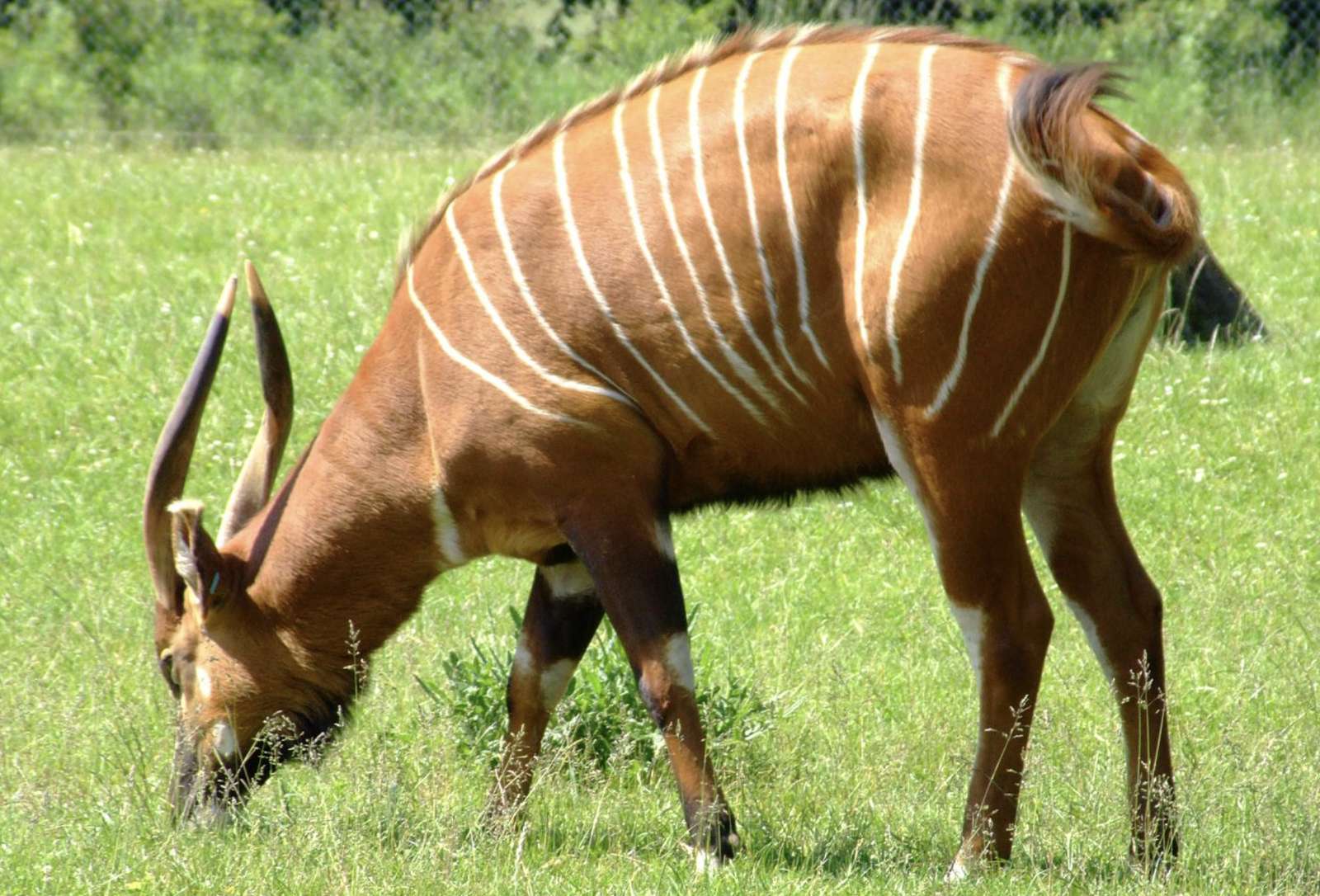 Okapi eating online puzzle