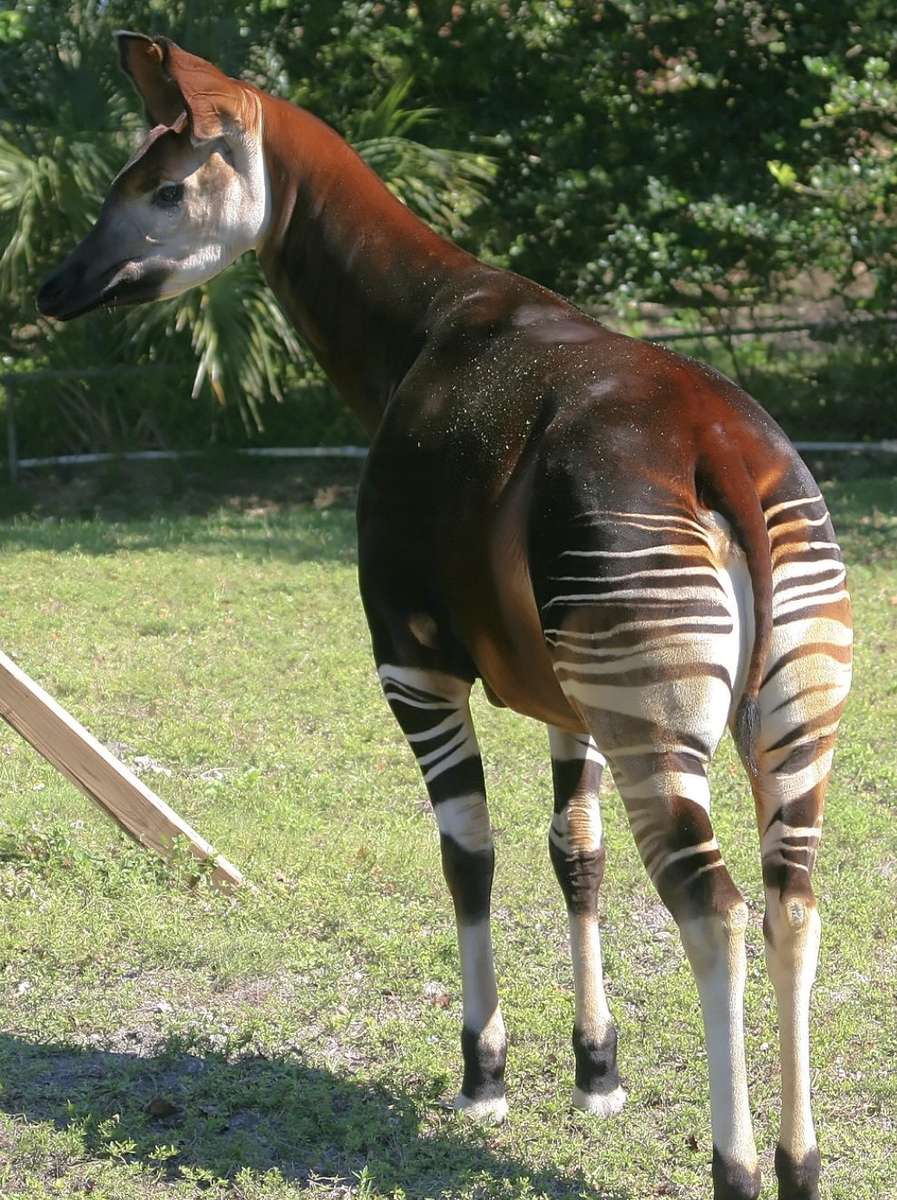 okapi la grădina zoologică jigsaw puzzle online