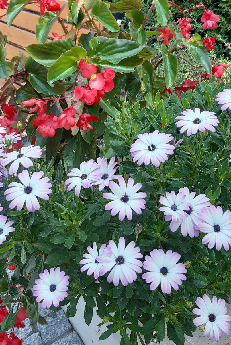 白と赤の花 オンラインパズル