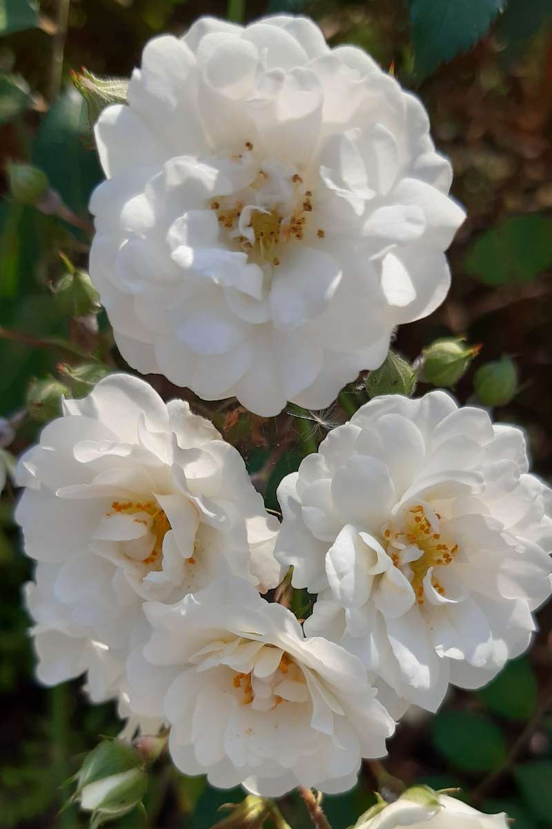 belles roses blanches puzzle en ligne