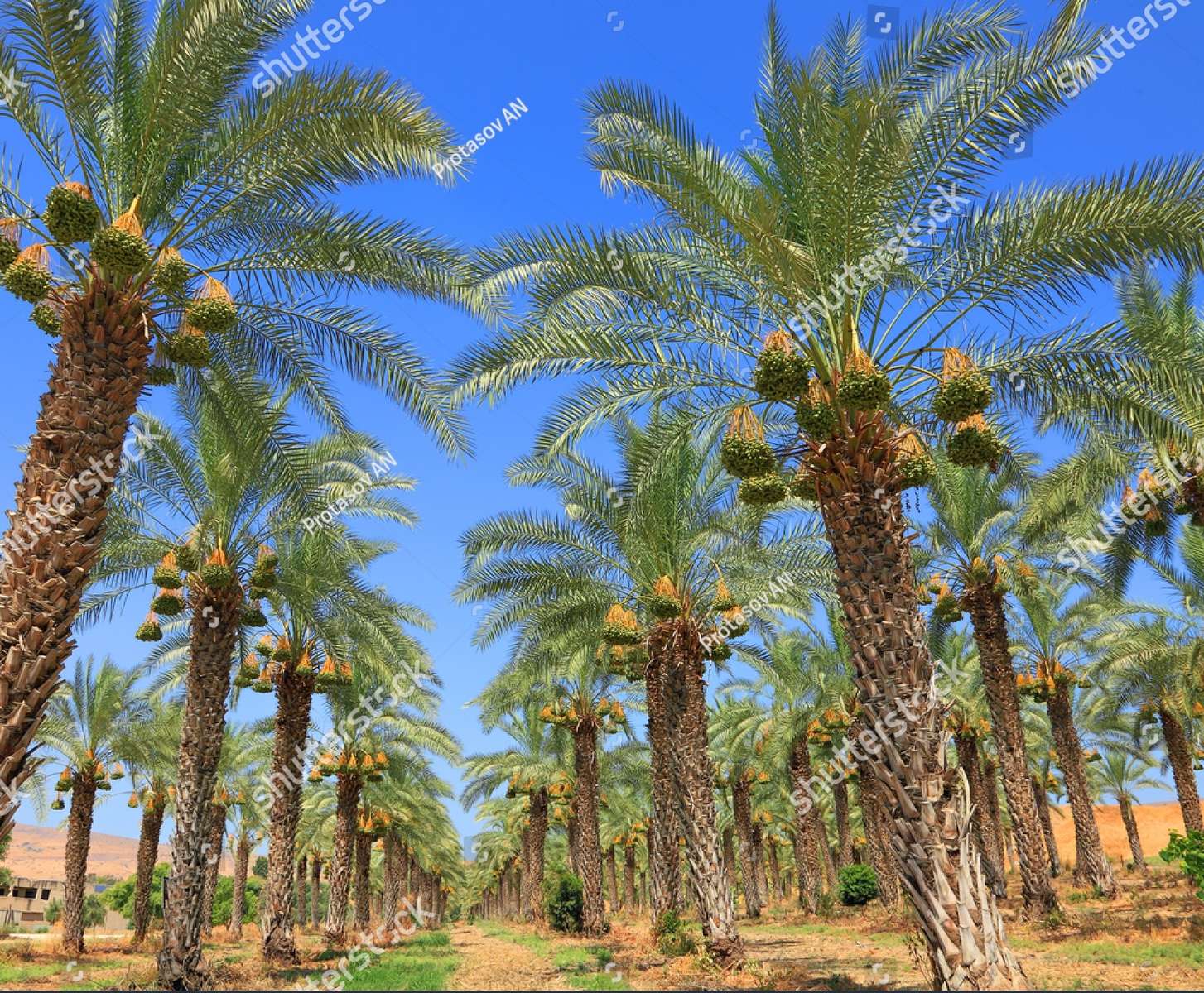 Date palms jigsaw puzzle online