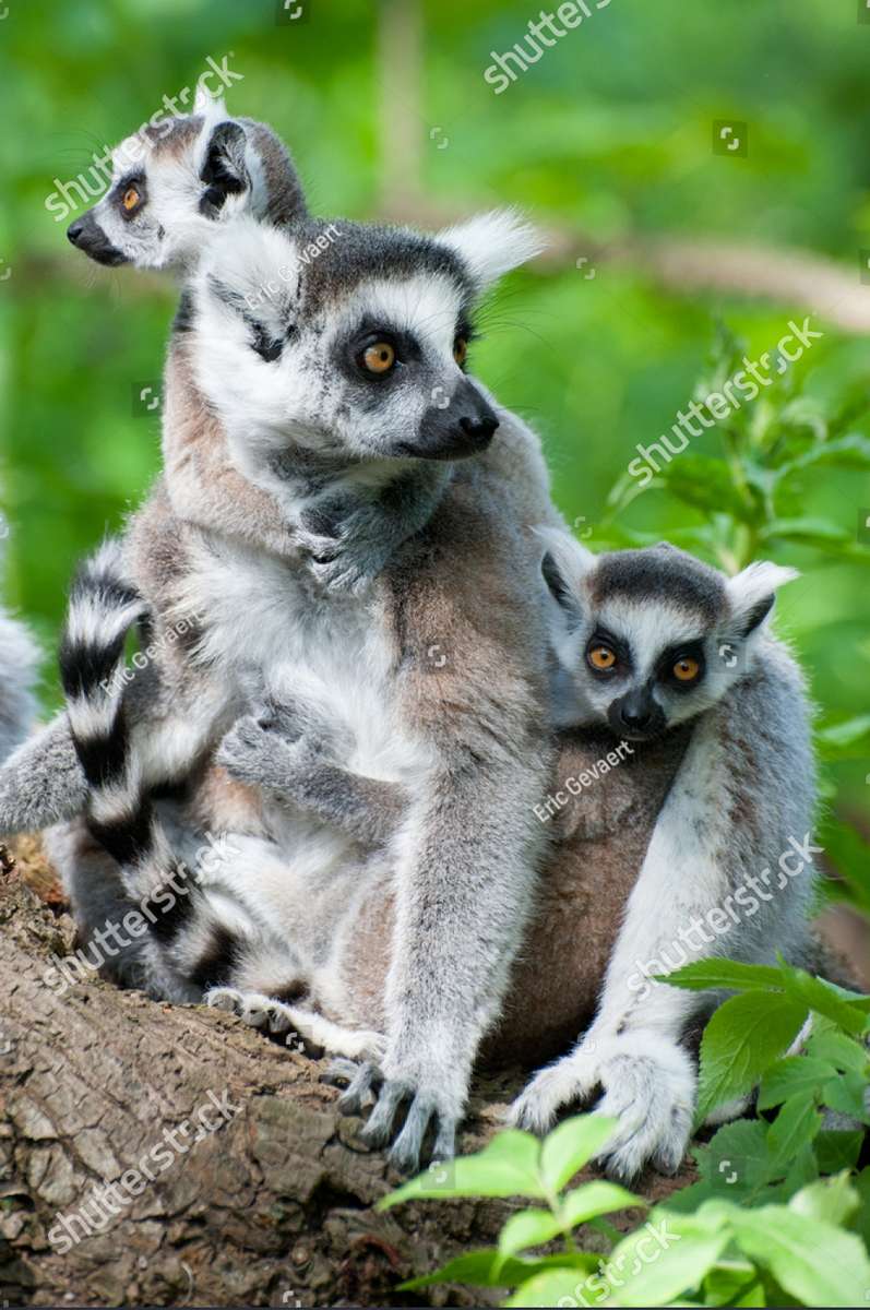 Lemuri ❤️❤️❤️❤️❤️❤️ jigsaw puzzle online