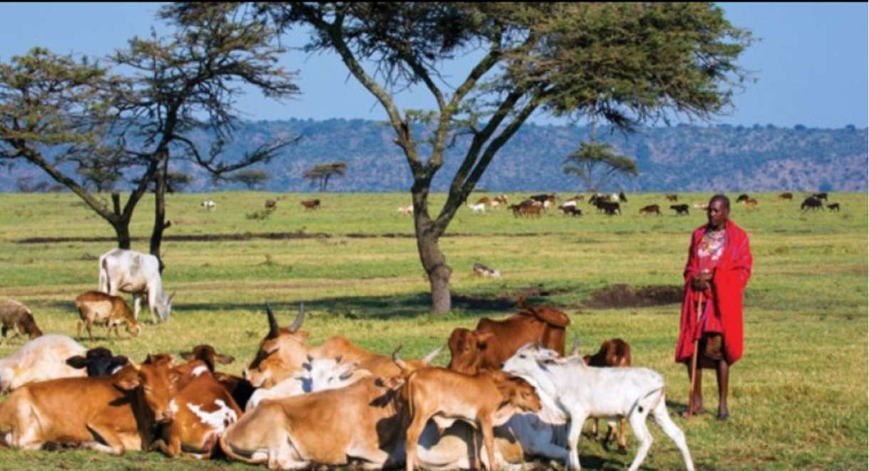 Landwirtschaft in Afrika, Kenia Online-Puzzle