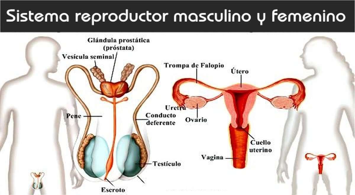 男性と女性の生殖器系 ジグソーパズルオンライン