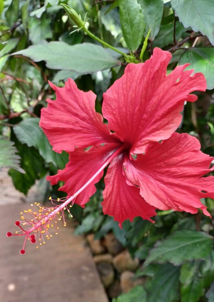 hibiscus très proche puzzle en ligne