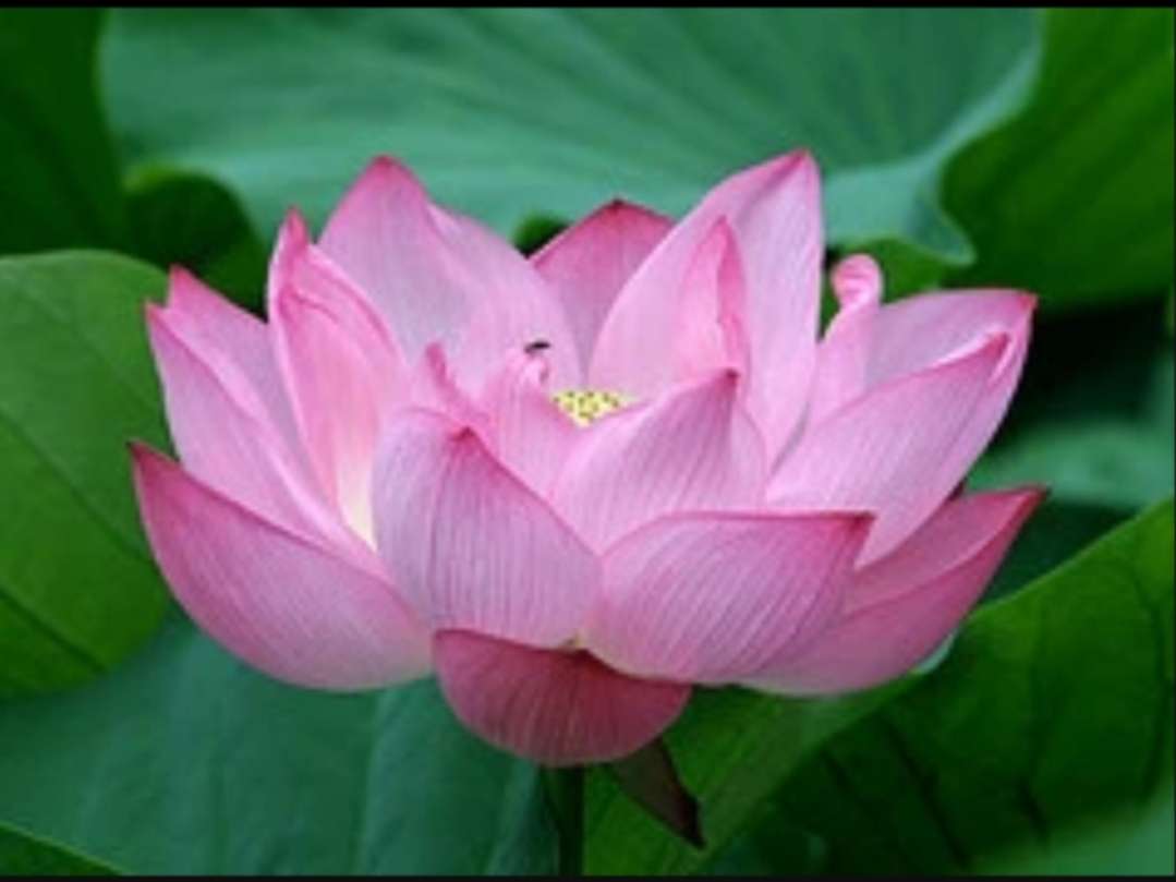 Fleur de lotus puzzle en ligne