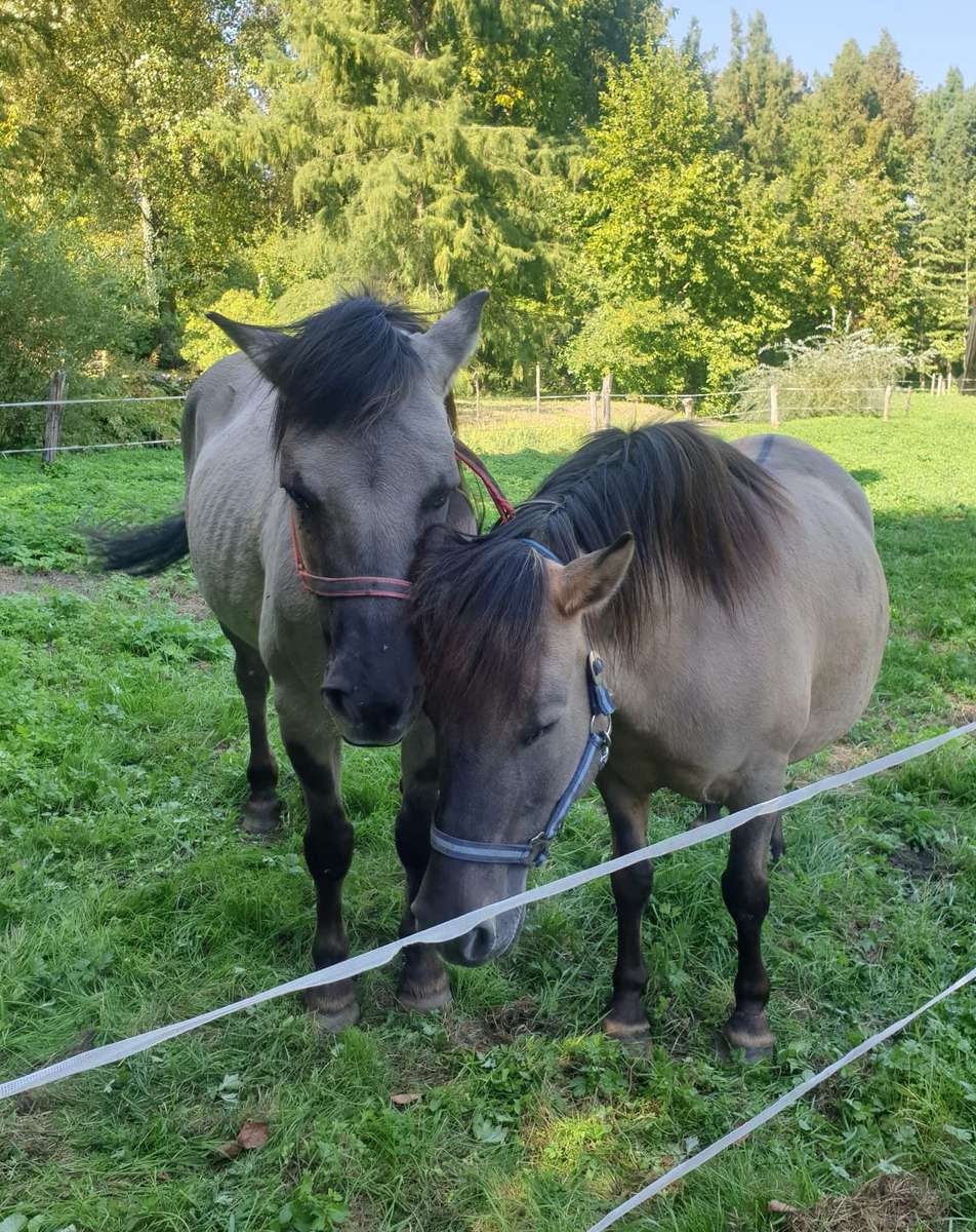 ponnyer på ängen i fållan Pussel online