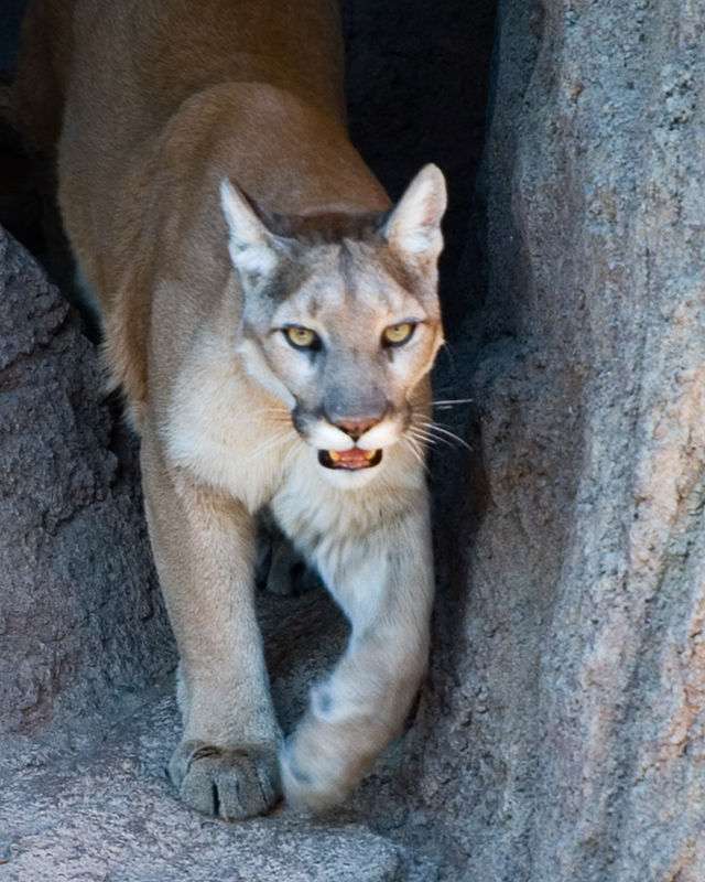 Gato leão puma puzzle online