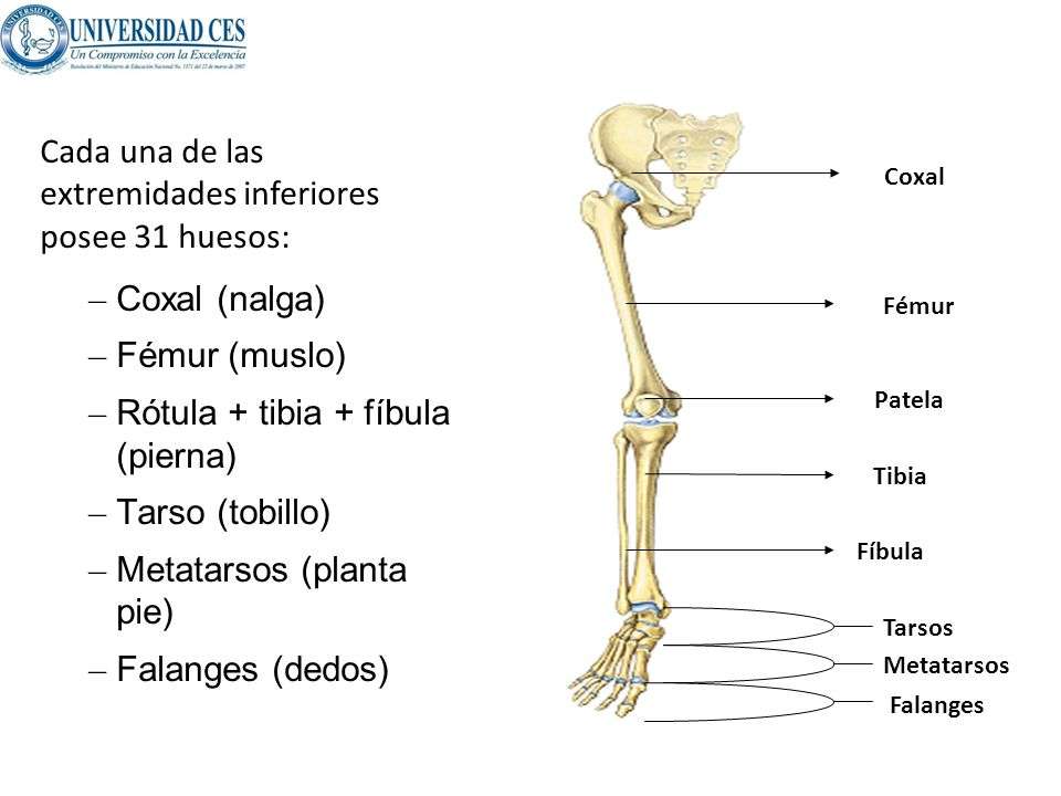 Lower limb skeletal system online puzzle