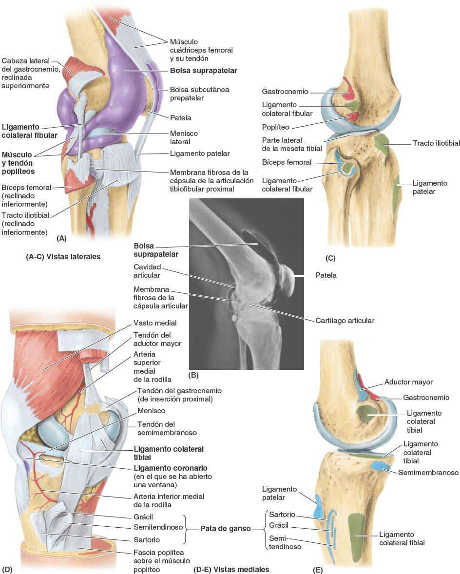 Ligaments du système squelettique des membres inférieurs puzzle en ligne