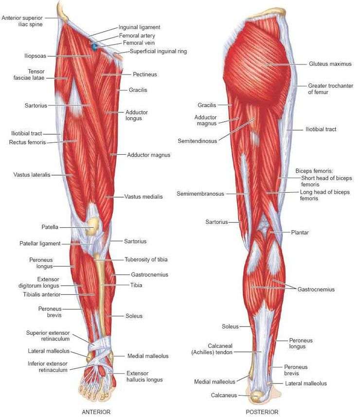 Lower limb muscular system online puzzle