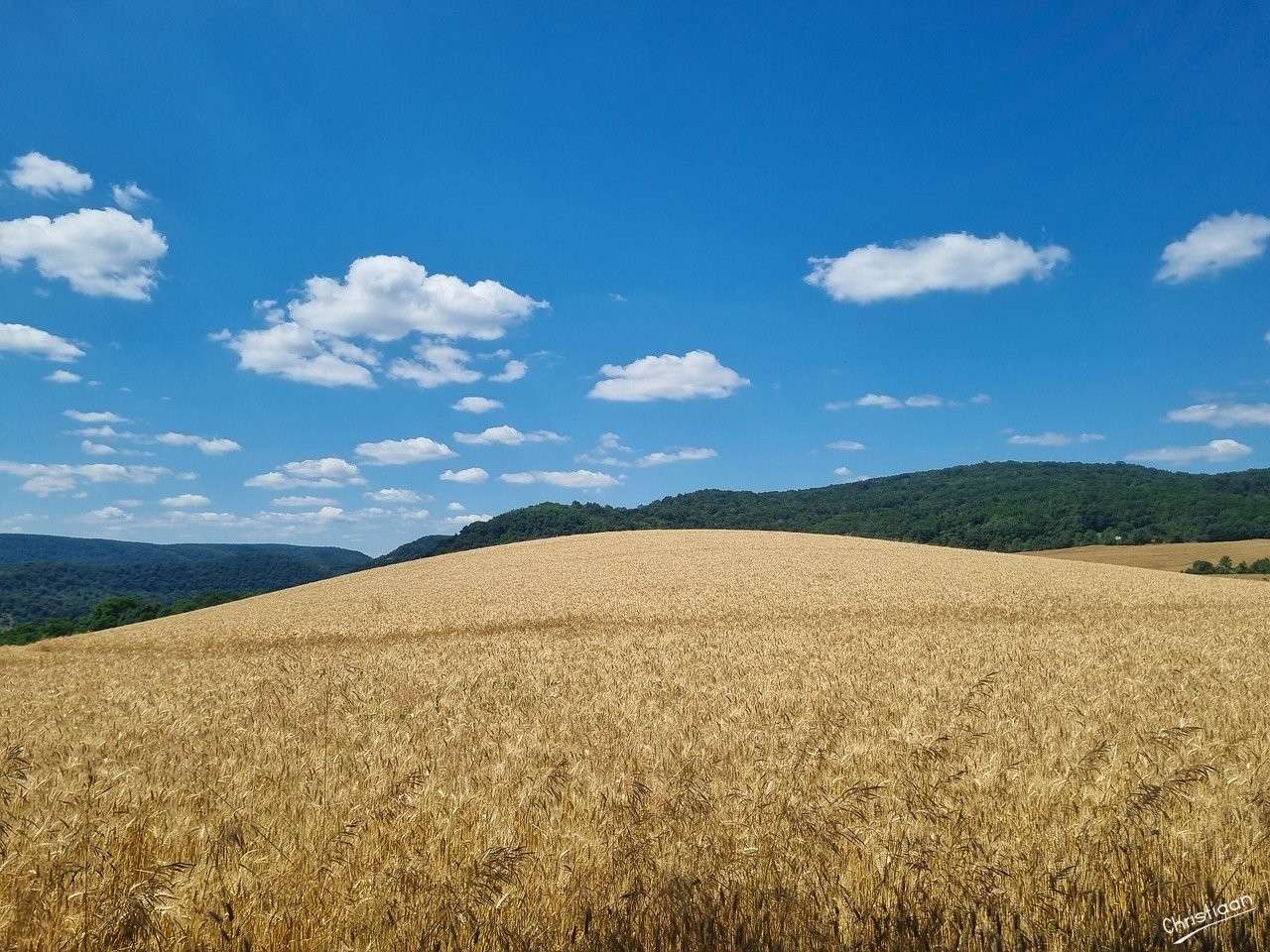 Поле, Луг, Пшеница. пазл онлайн