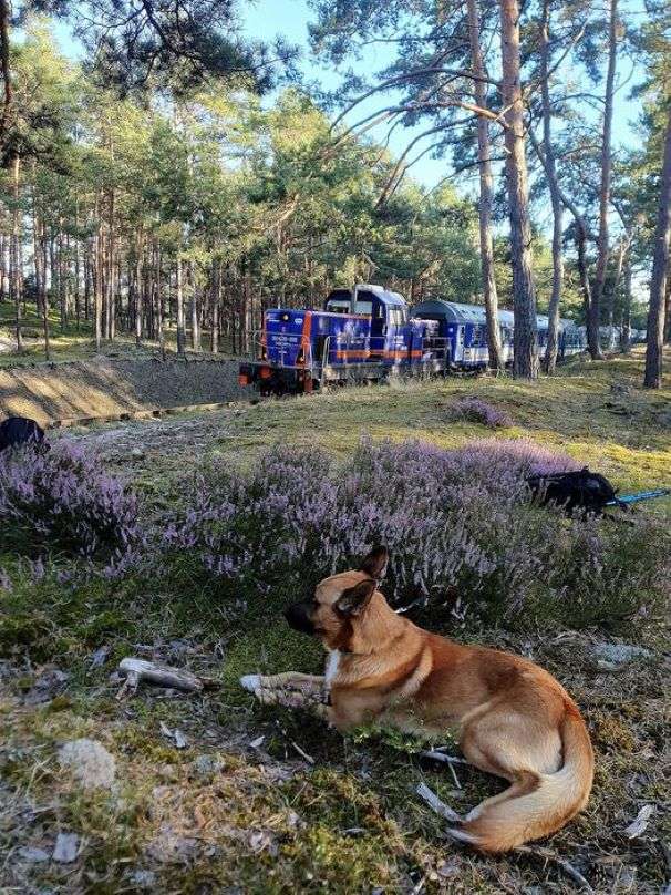 Chien, forêt et train à Hel puzzle en ligne