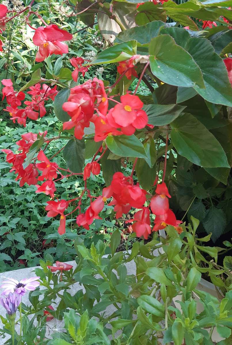 röda blommor, gröna blad pussel på nätet