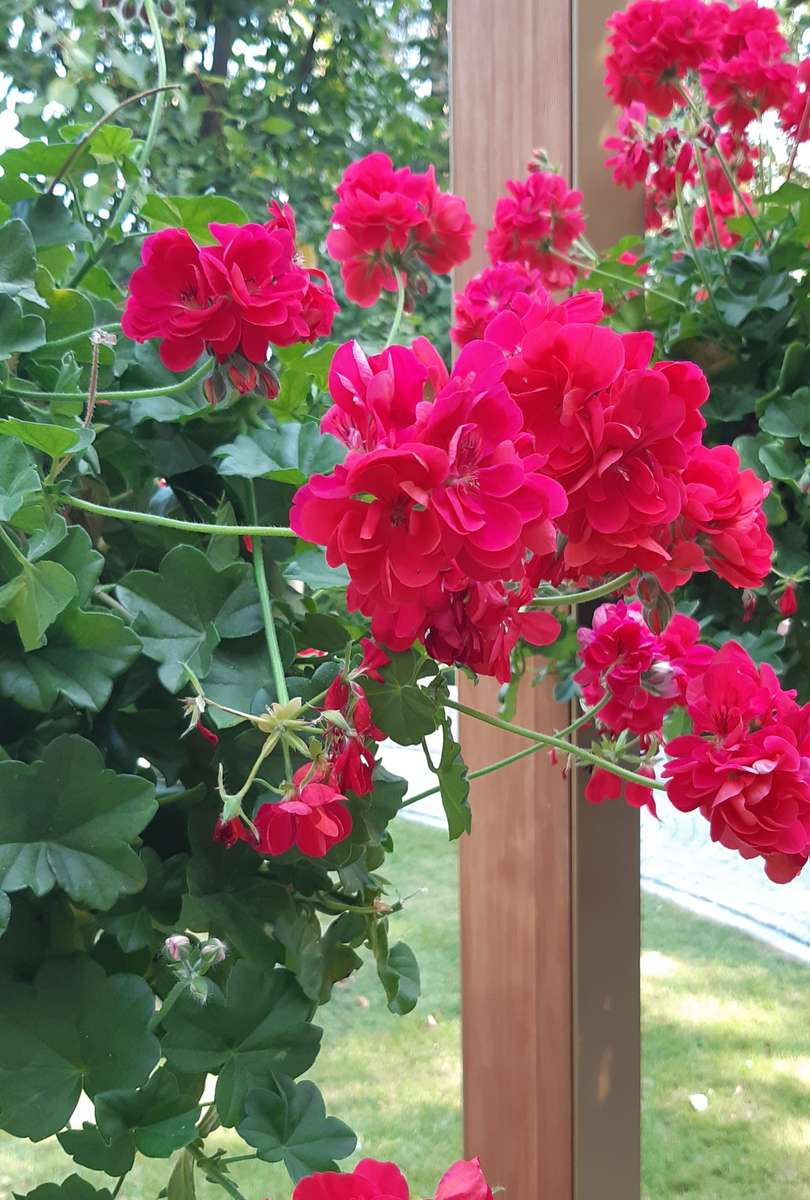 blommor framför lusthuset i parken Pussel online