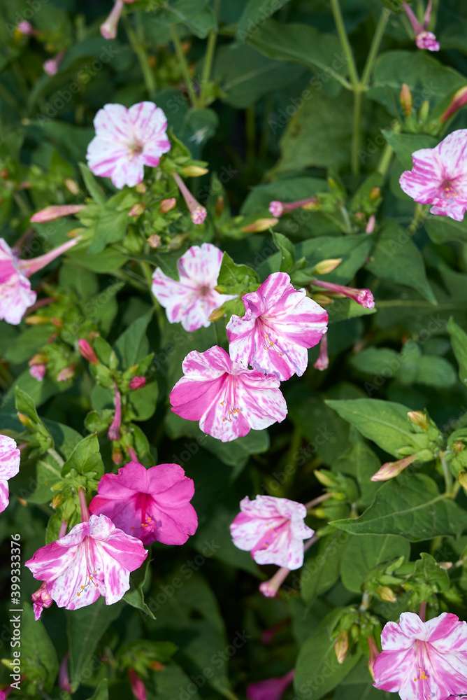 Flores Jalapa rara rompecabezas en línea