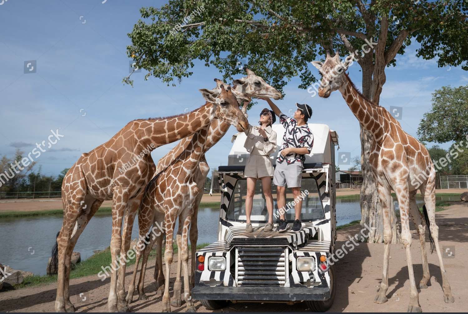 Feeding a Giraffe at the Zoo jigsaw puzzle online