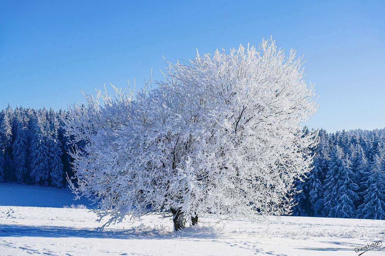 Zima, strom, mráz. online puzzle