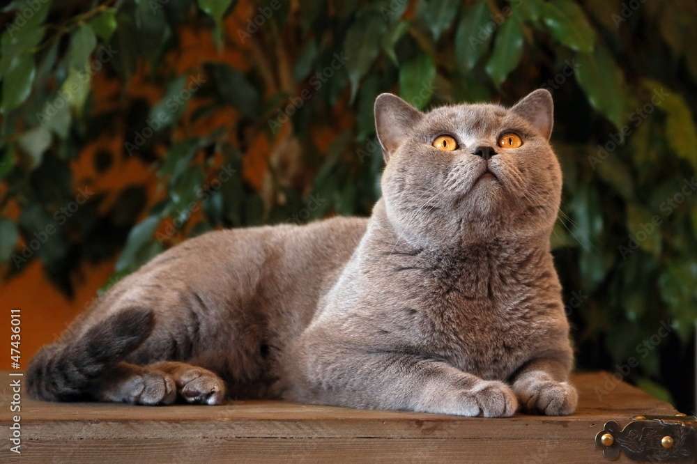 Gato británico de pelo corto rompecabezas en línea