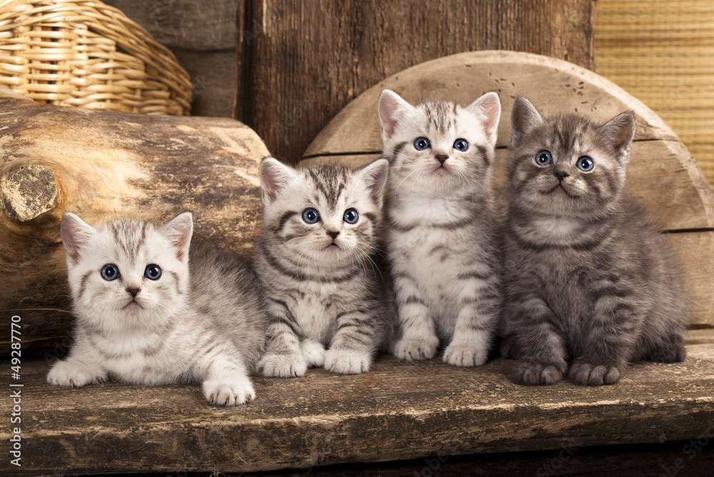 ブリティッシュショートヘアの小さな子猫 ジグソーパズルオンライン