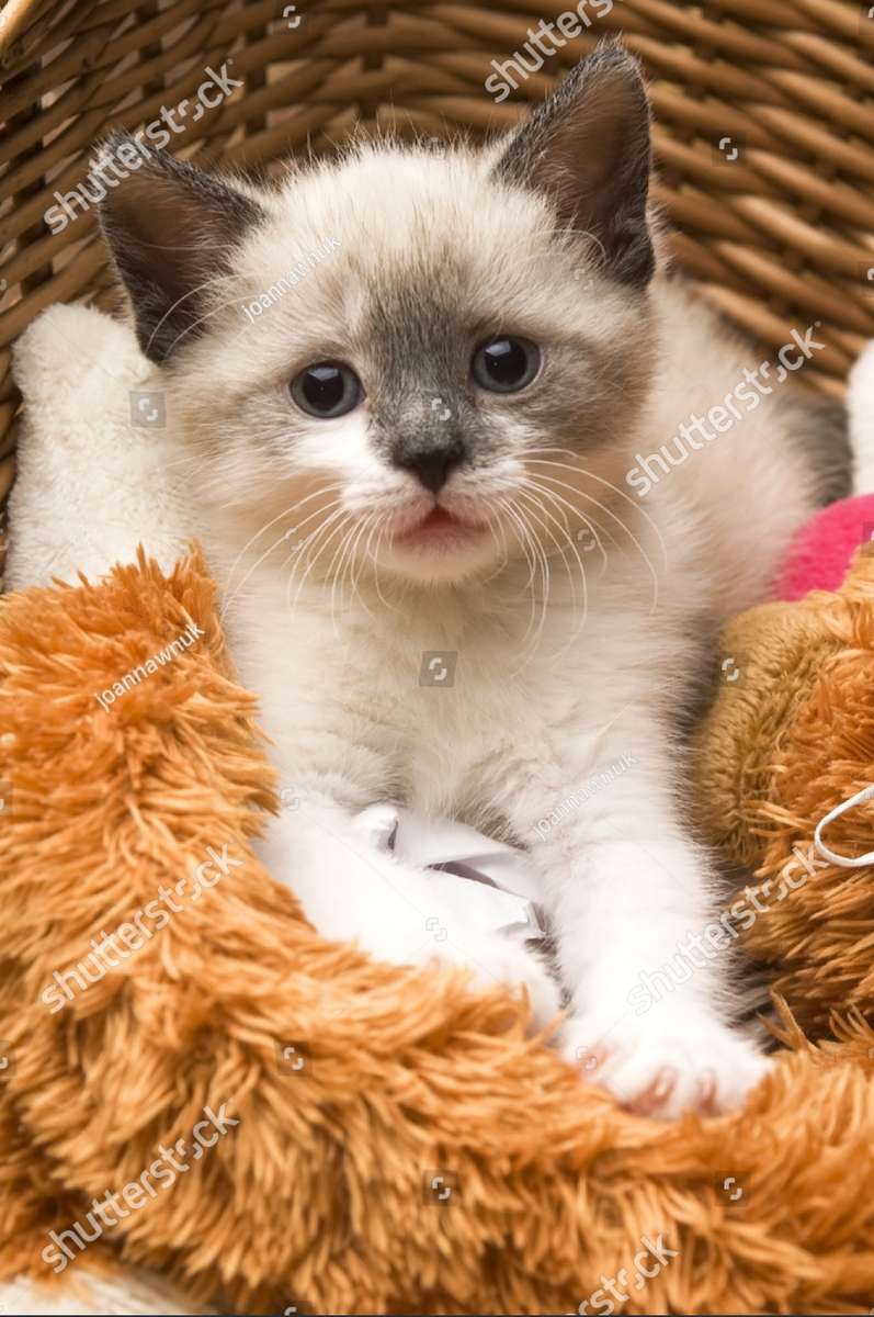 Petit chaton dans un panier en osier puzzle en ligne