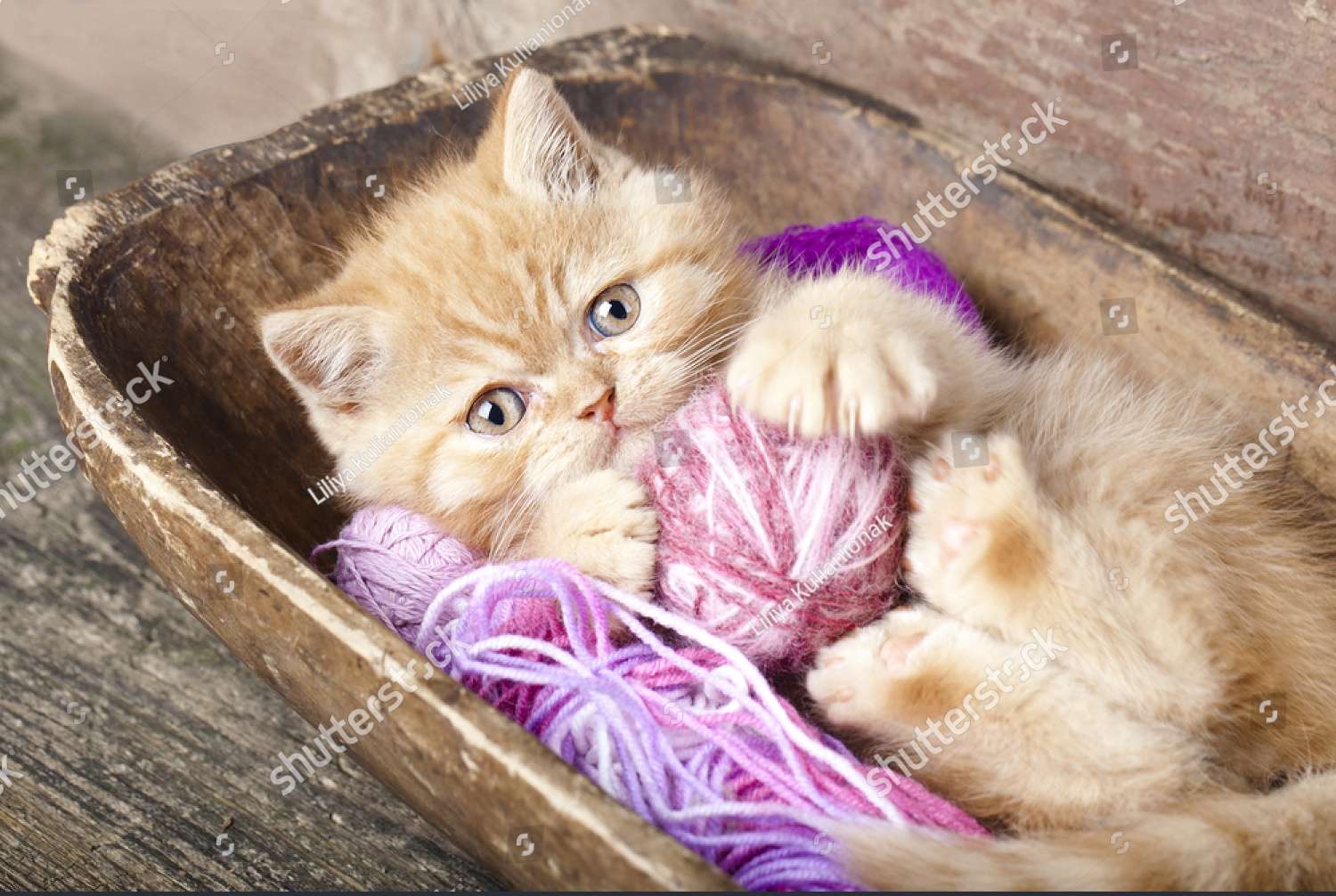 Un petit chaton exotique joue avec de la laine puzzle en ligne