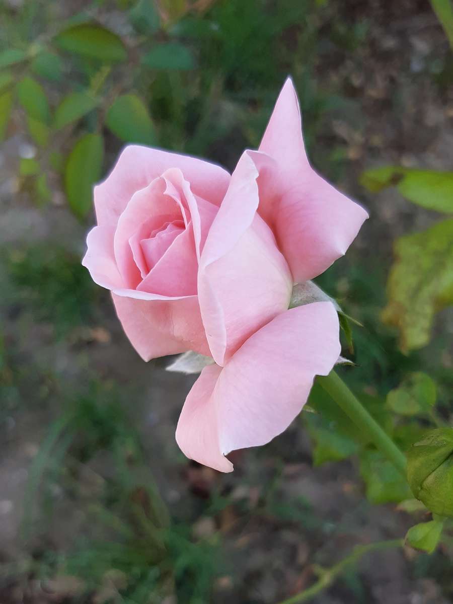 a mais bela rosa solitária quebra-cabeças online