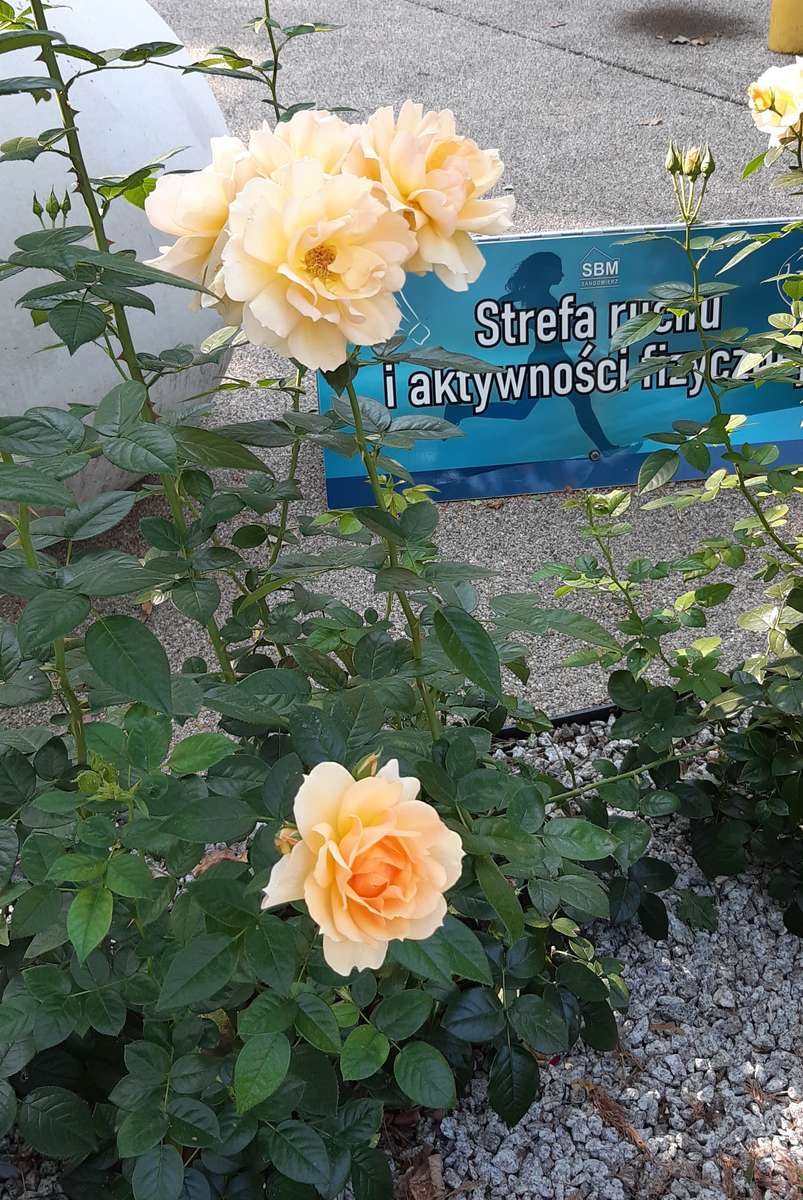 roses dans le parc Sandomierz, rive droite puzzle en ligne