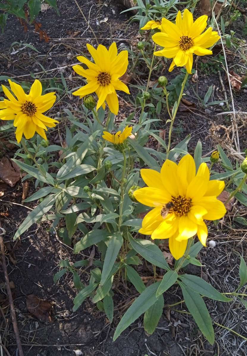 Yellow flowers онлайн пазл