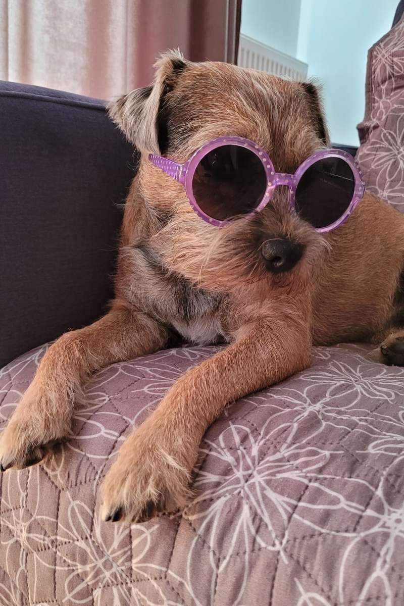 dog wearing [sunglasses online puzzle