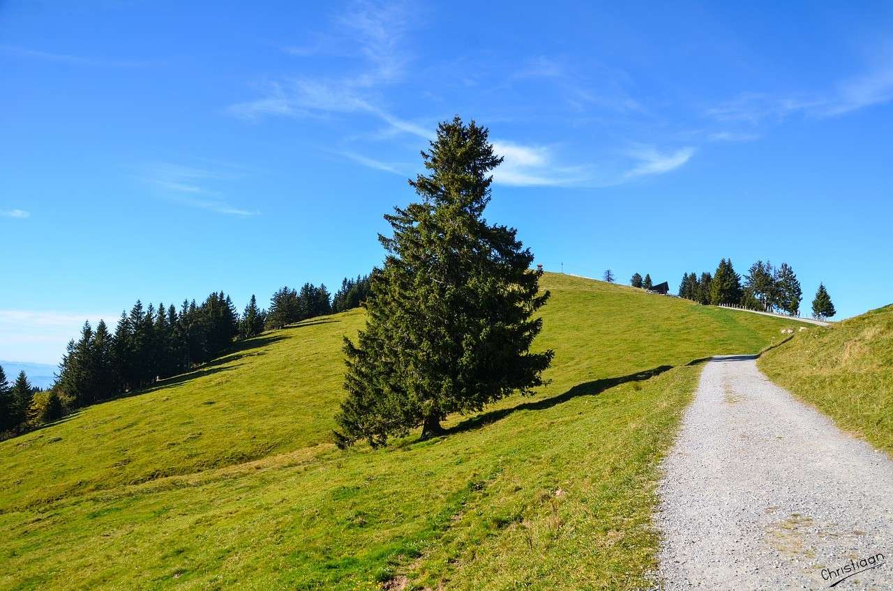 Alpes, Rigi, Chemin, Réserve naturelle. puzzle en ligne