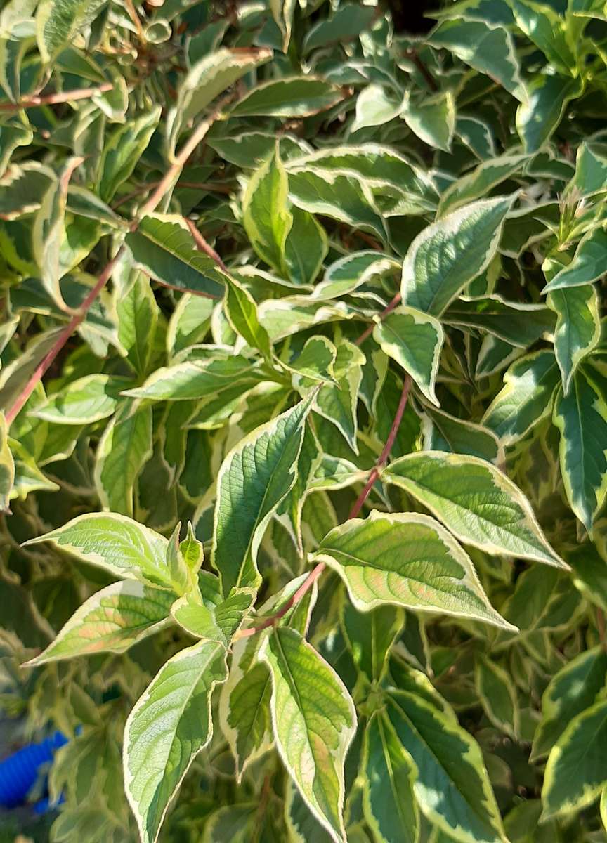 el verde de las hojas también es hermoso rompecabezas en línea