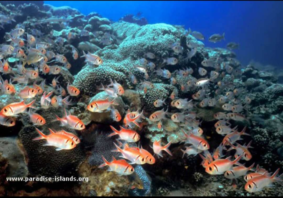 Coral Reef and Fish jigsaw puzzle online